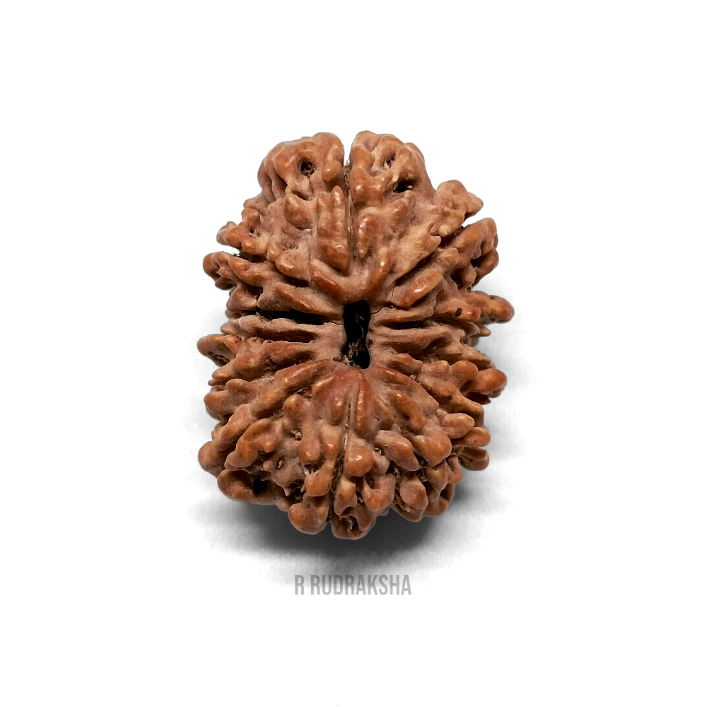 Nepali 12 Mukhi Rudraksha Lab Certified