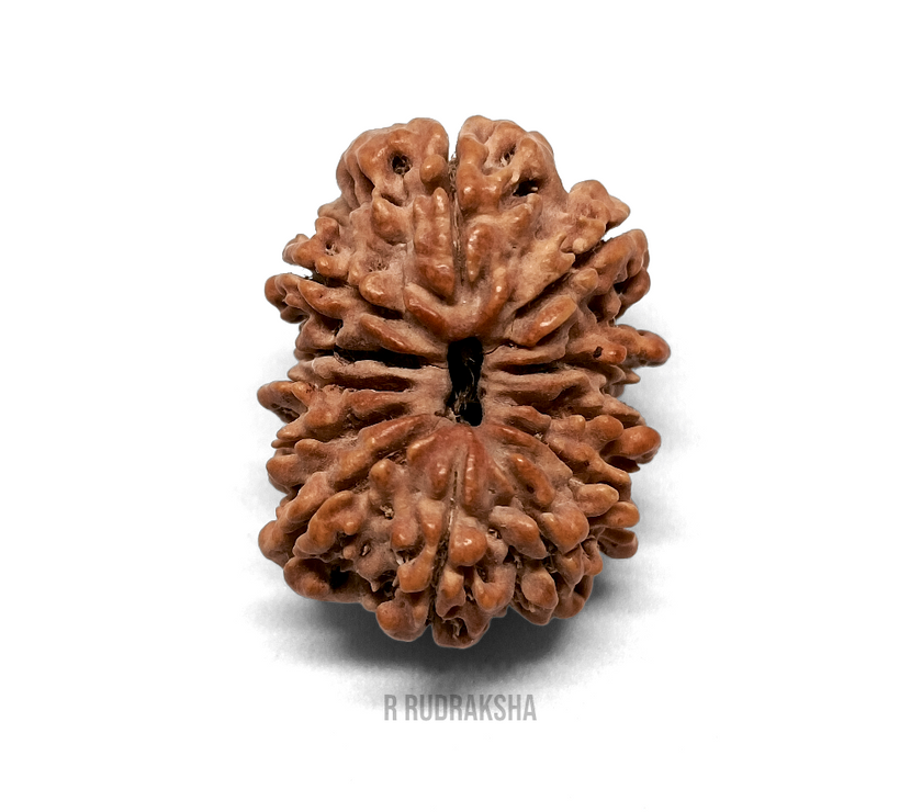 Nepali 12 Mukhi Rudraksha Lab Certified