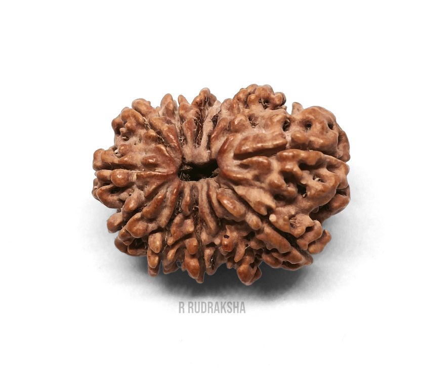 Nepali 12 Mukhi Rudraksha Lab Certified