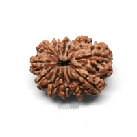 Nepali 12 Mukhi Rudraksha Lab Certified