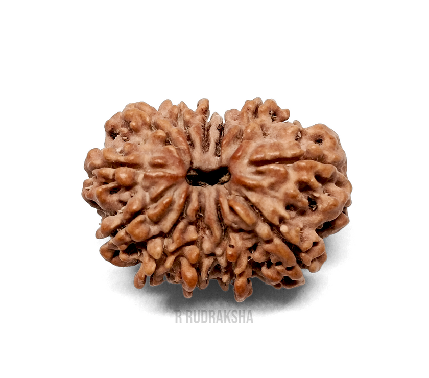 Nepali 12 Mukhi Rudraksha Lab Certified