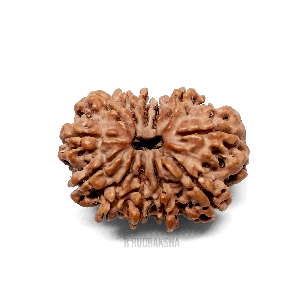 Nepali 12 Mukhi Rudraksha Lab Certified