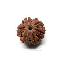 Nepali 6 Mukhi Rudraksha Lab Certified