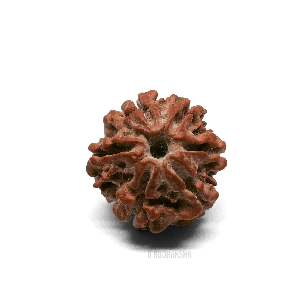 Nepali 6 Mukhi Rudraksha Lab Certified