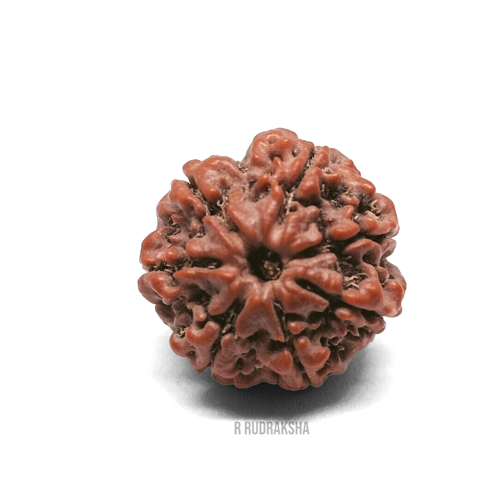 Nepali 7 Mukhi Rudraksha Premium Quality Lab Certified