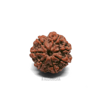 Nepali 7 Mukhi Rudraksha Premium Quality Lab Certified