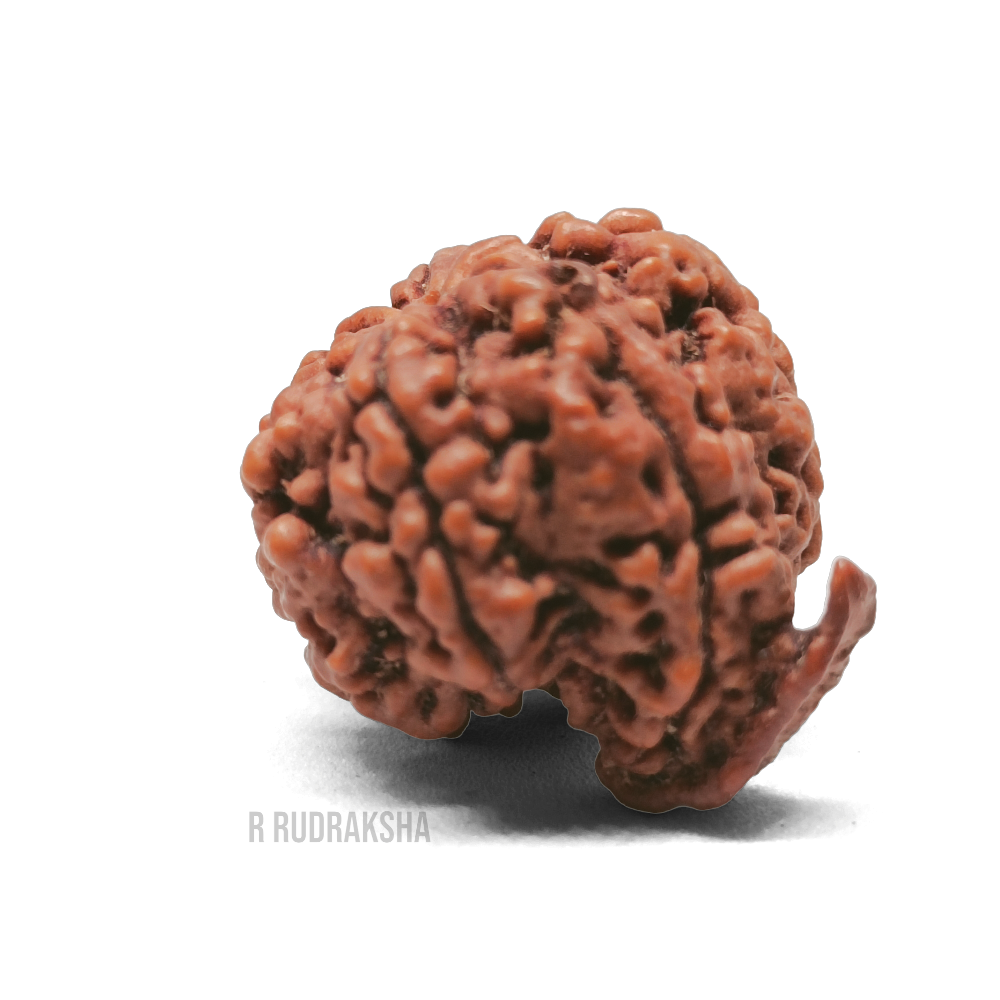 Nepali Ganesh Rudraksha Lab Certified