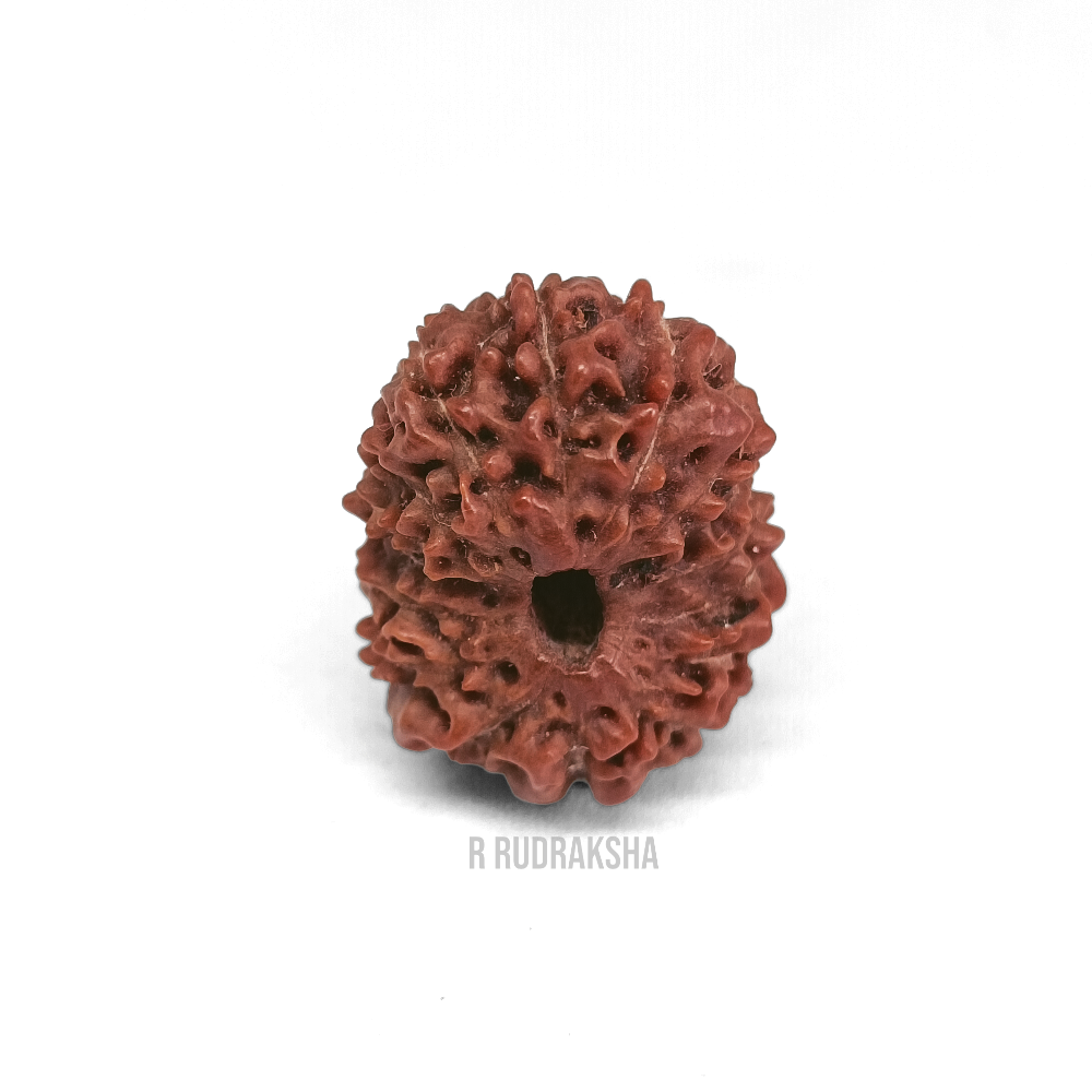 Indonesian 16 Mukhi Rudraksha Lab Certified