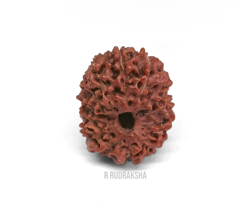 Indonesian 16 Mukhi Rudraksha Lab Certified