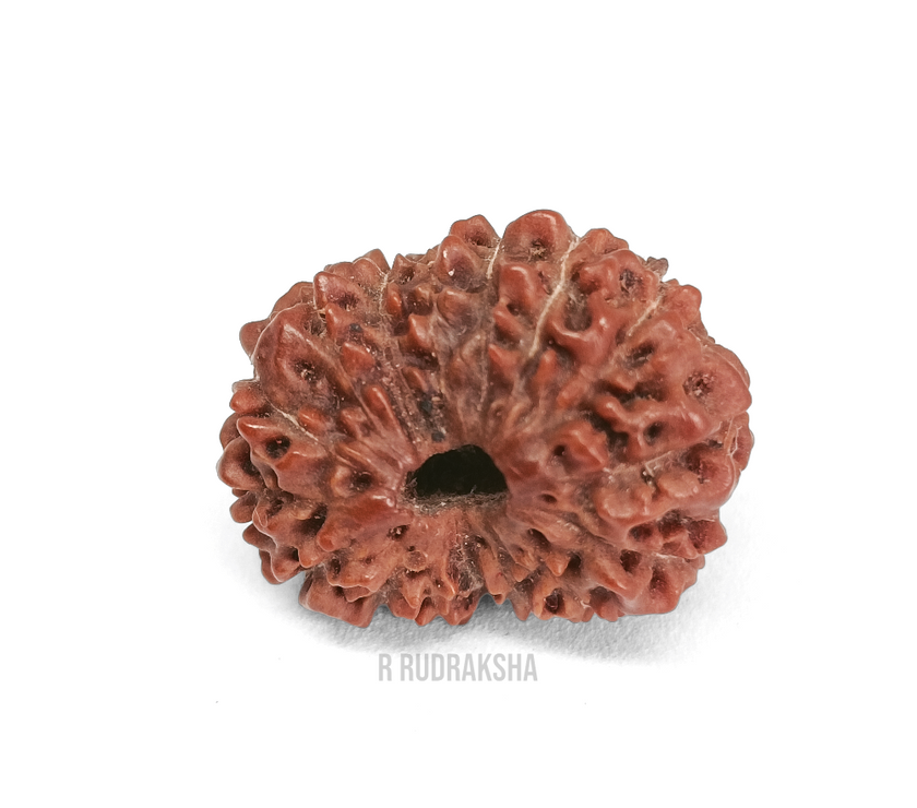Indonesian 16 Mukhi Rudraksha Lab Certified