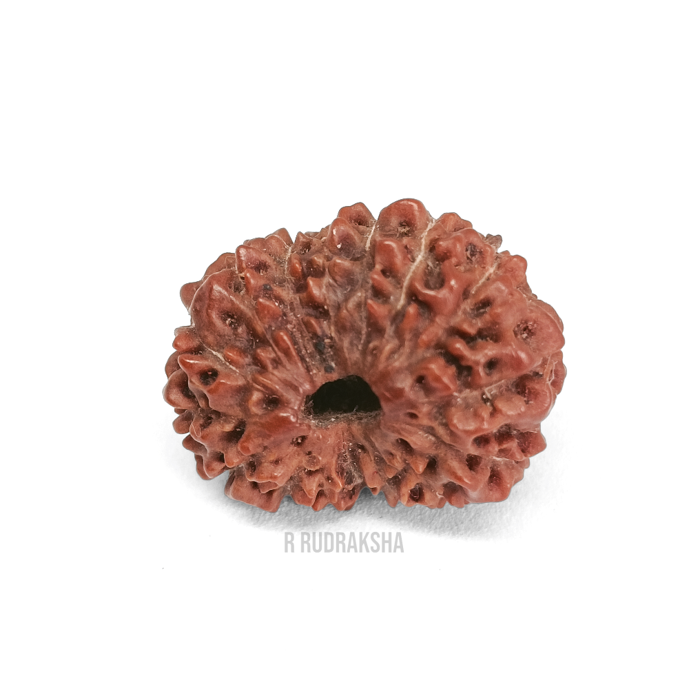 Indonesian 16 Mukhi Rudraksha Lab Certified