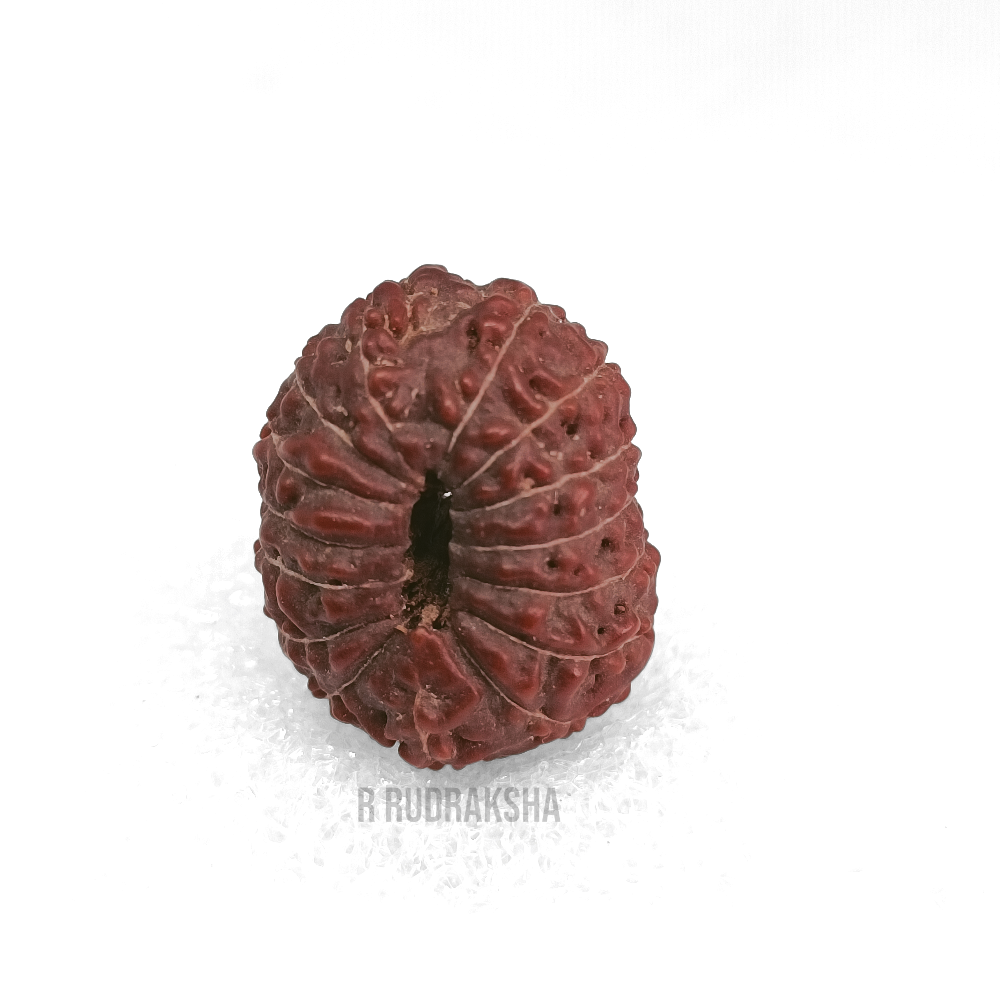 Indonesian 15 Mukhi Rudraksha Lab Certified