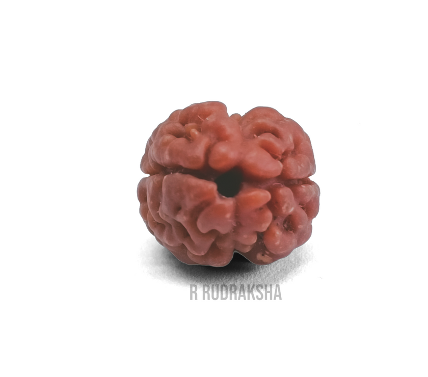 Nepali 2 Mukhi Rudraksha Lab Certified