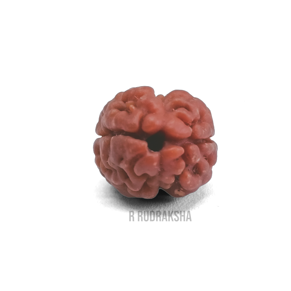 Nepali 2 Mukhi Rudraksha Lab Certified