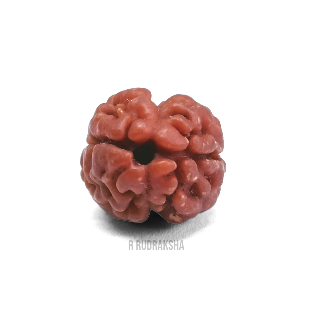 Nepali 2 Mukhi Rudraksha Lab Certified