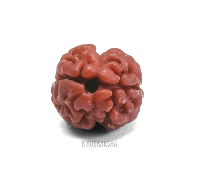 Nepali 2 Mukhi Rudraksha Lab Certified