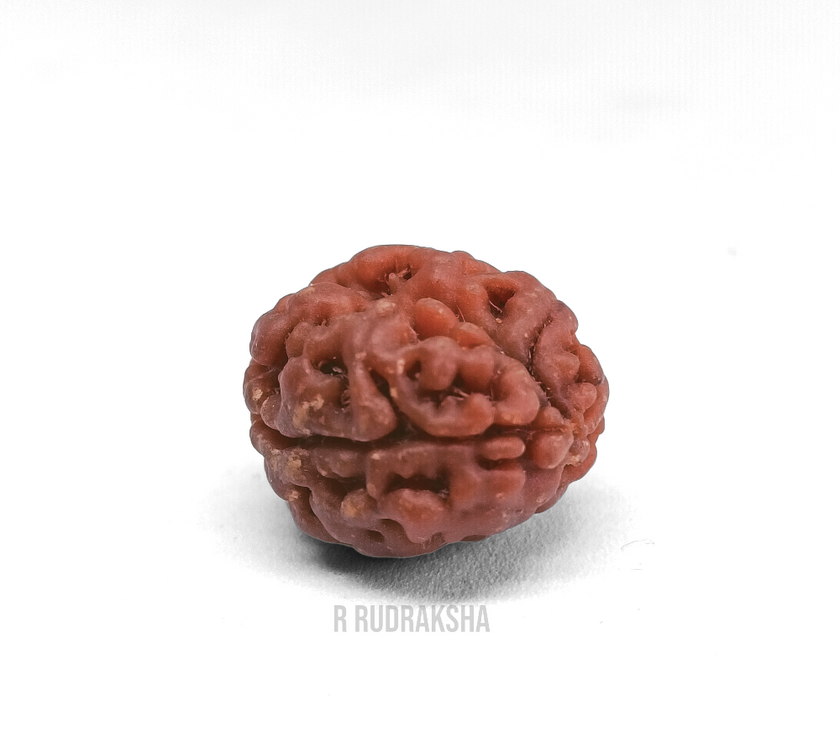 Nepali 2 Mukhi Rudraksha Lab Certified