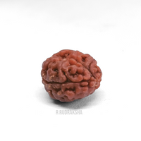 Nepali 2 Mukhi Rudraksha Lab Certified