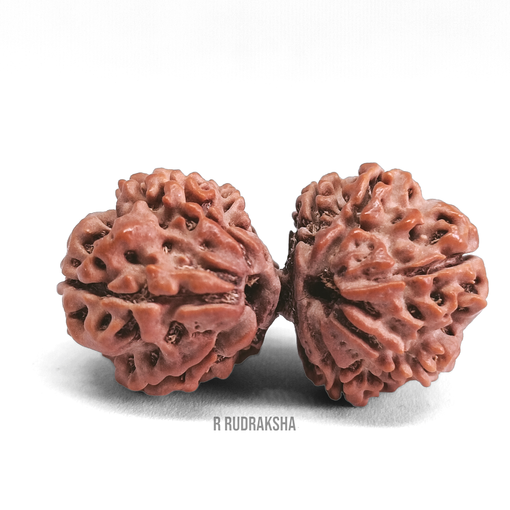 Nepali Gauri Shankar Rudraksha Lab Certified