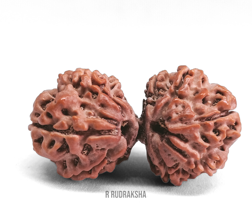 Nepali Gauri Shankar Rudraksha Lab Certified