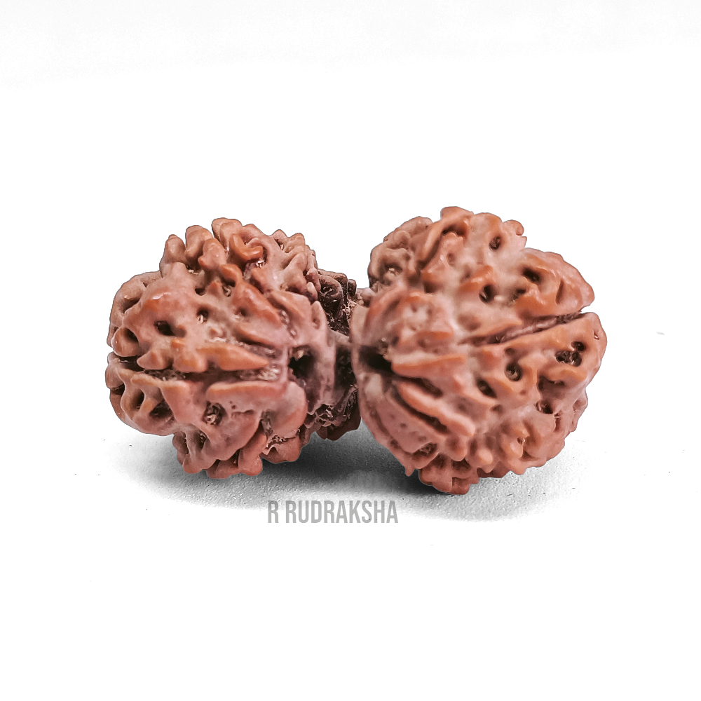 Nepali Gauri Shankar Rudraksha Lab Certified