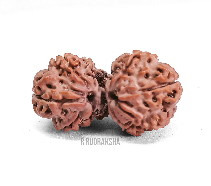 Nepali Gauri Shankar Rudraksha Lab Certified