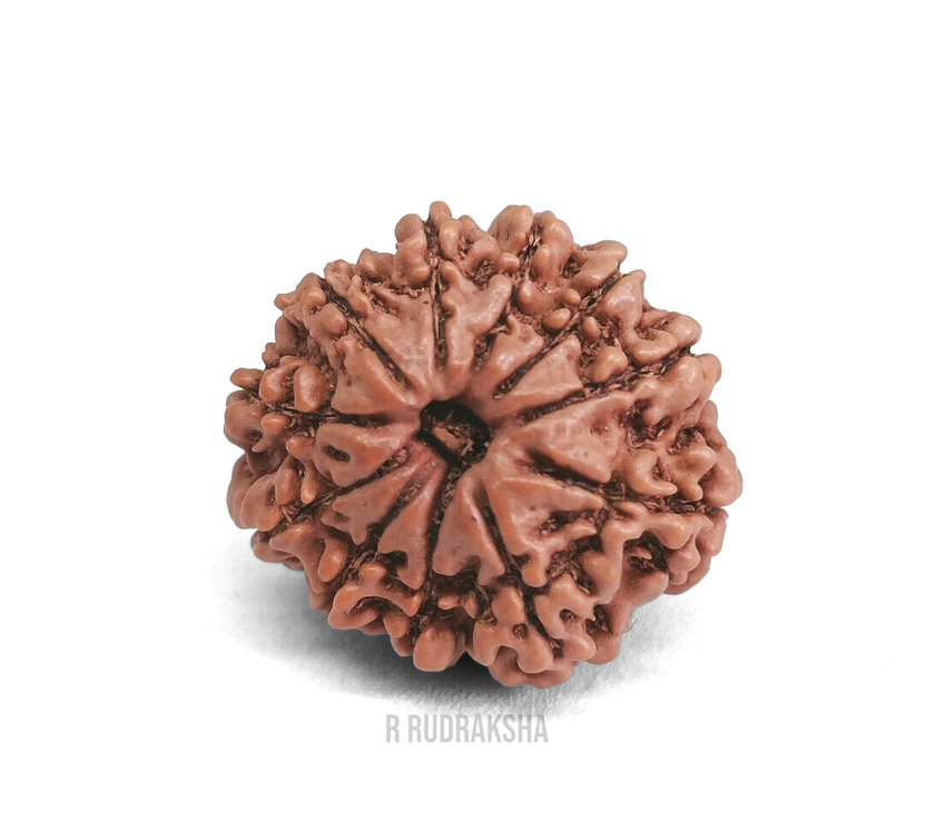 Nepali 11 Mukhi Rudraksha Lab Certified
