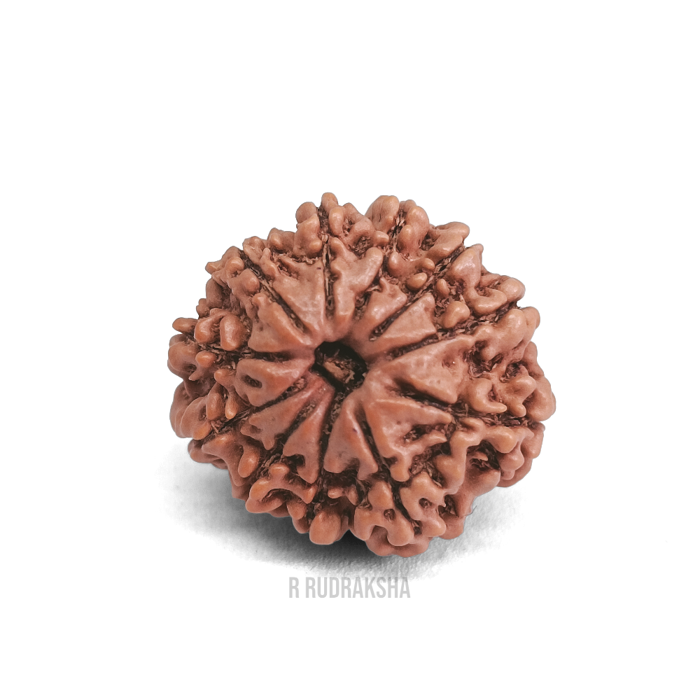 Nepali 11 Mukhi Rudraksha Lab Certified