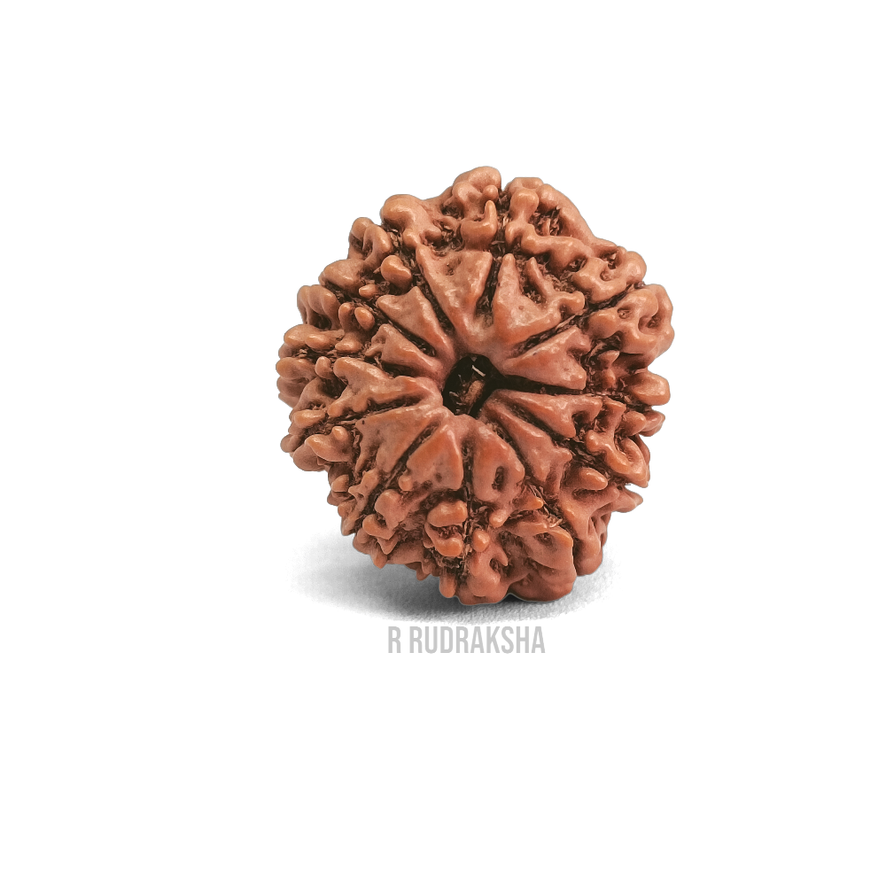 Nepali 11 Mukhi Rudraksha Lab Certified