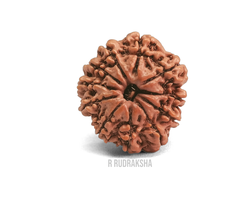 Nepali 11 Mukhi Rudraksha Lab Certified