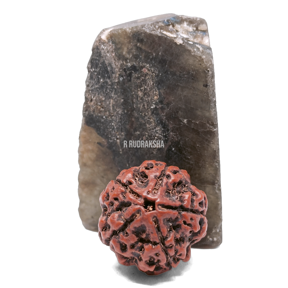 Nepali 5 Mukhi Rudraksha Big Size Lab Certified