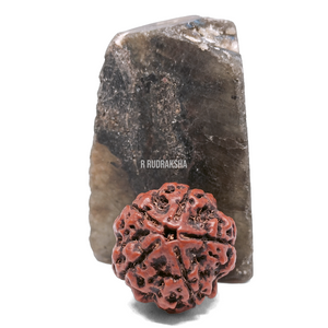 Nepali 5 Mukhi Rudraksha Lab Certified