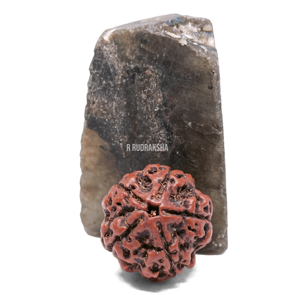 Nepali 5 Mukhi Rudraksha Lab Certified
