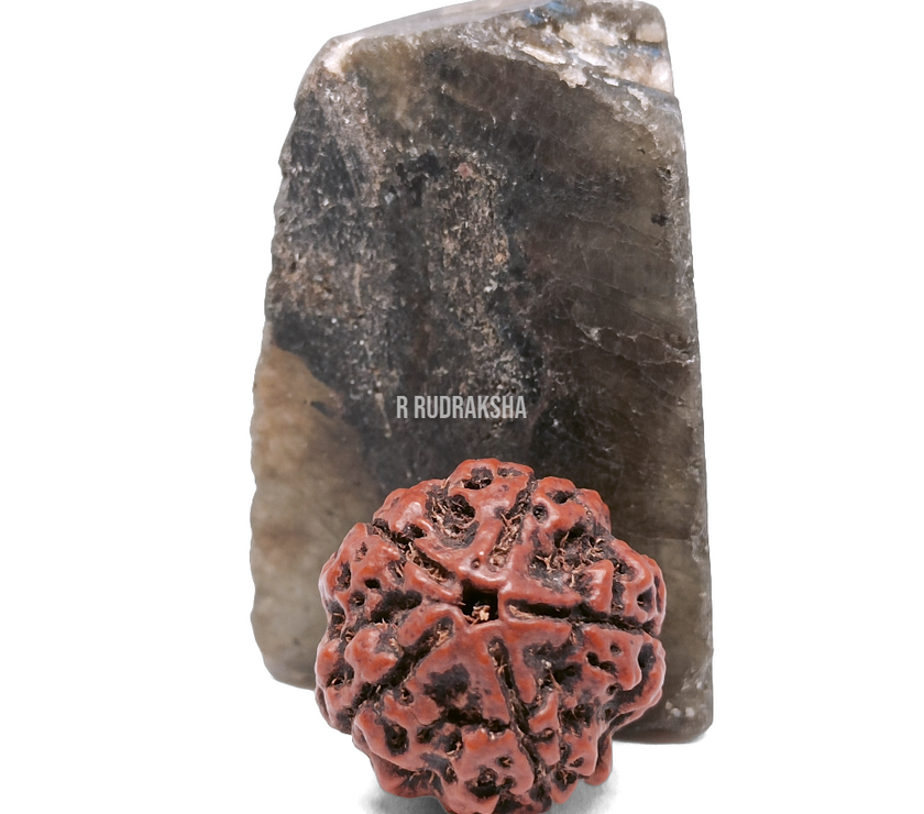 Nepali 5 Mukhi Rudraksha Lab Certified