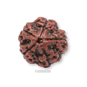 Nepali 5 Mukhi Rudraksha Lab Certified