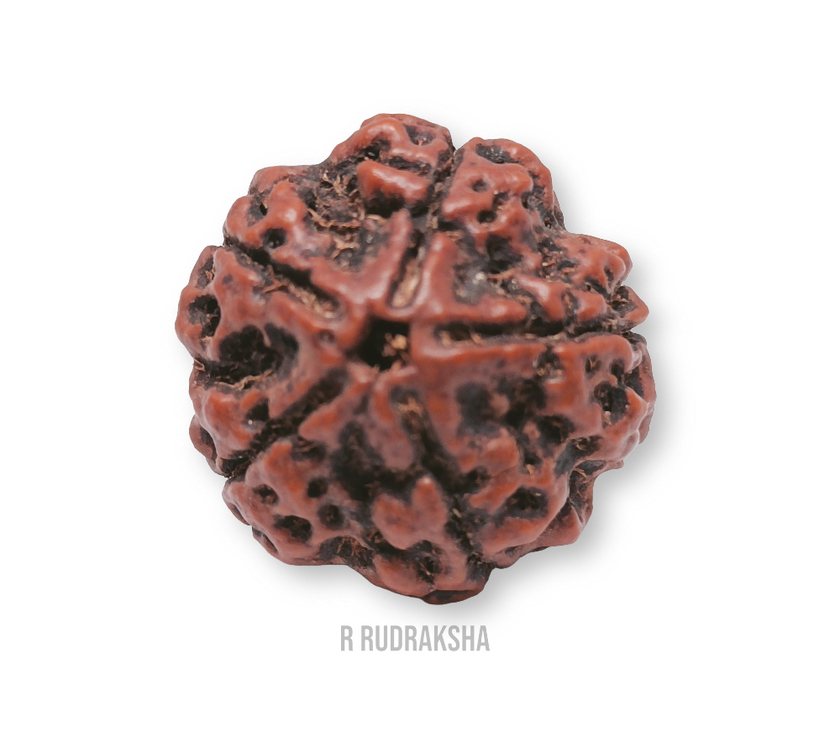 Nepali 5 Mukhi Rudraksha Lab Certified
