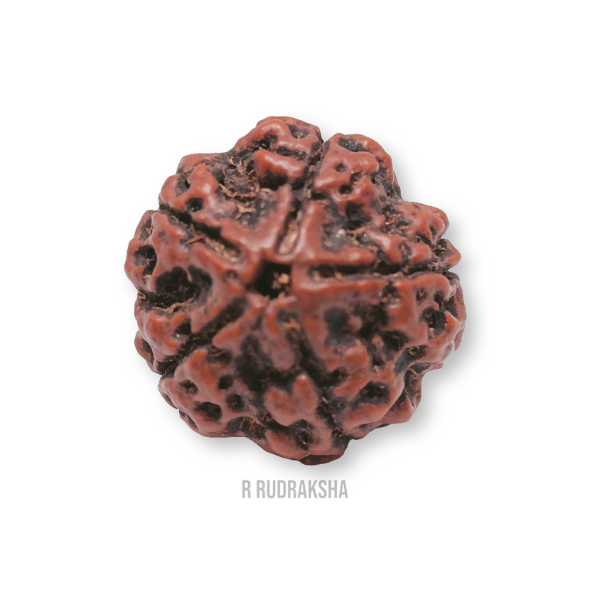 Nepali 5 Mukhi Rudraksha Lab Certified
