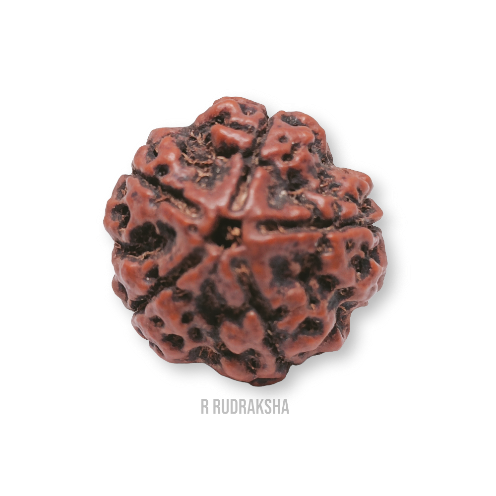 Nepali 5 Mukhi Rudraksha Big Size Lab Certified