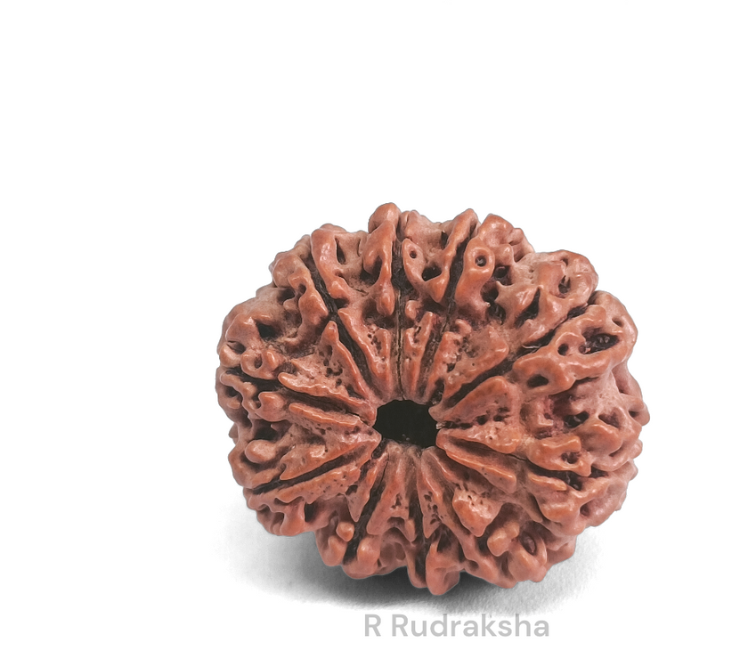 Nepali 10 Mukhi Rudraksha Lab Certified