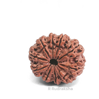 Nepali 10 Mukhi Rudraksha Lab Certified