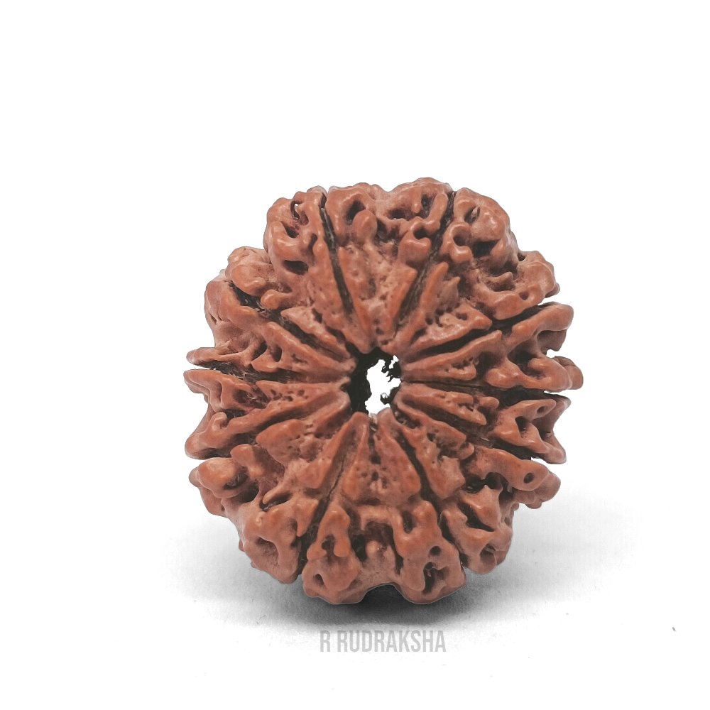 Nepali 10 Mukhi Rudraksha Lab Certified