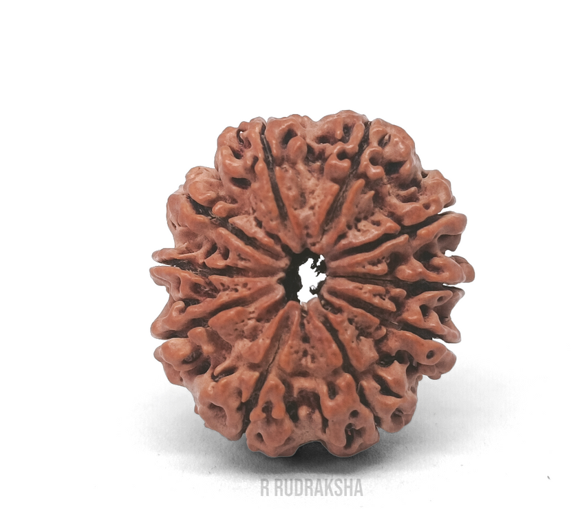 Nepali 10 Mukhi Rudraksha Lab Certified