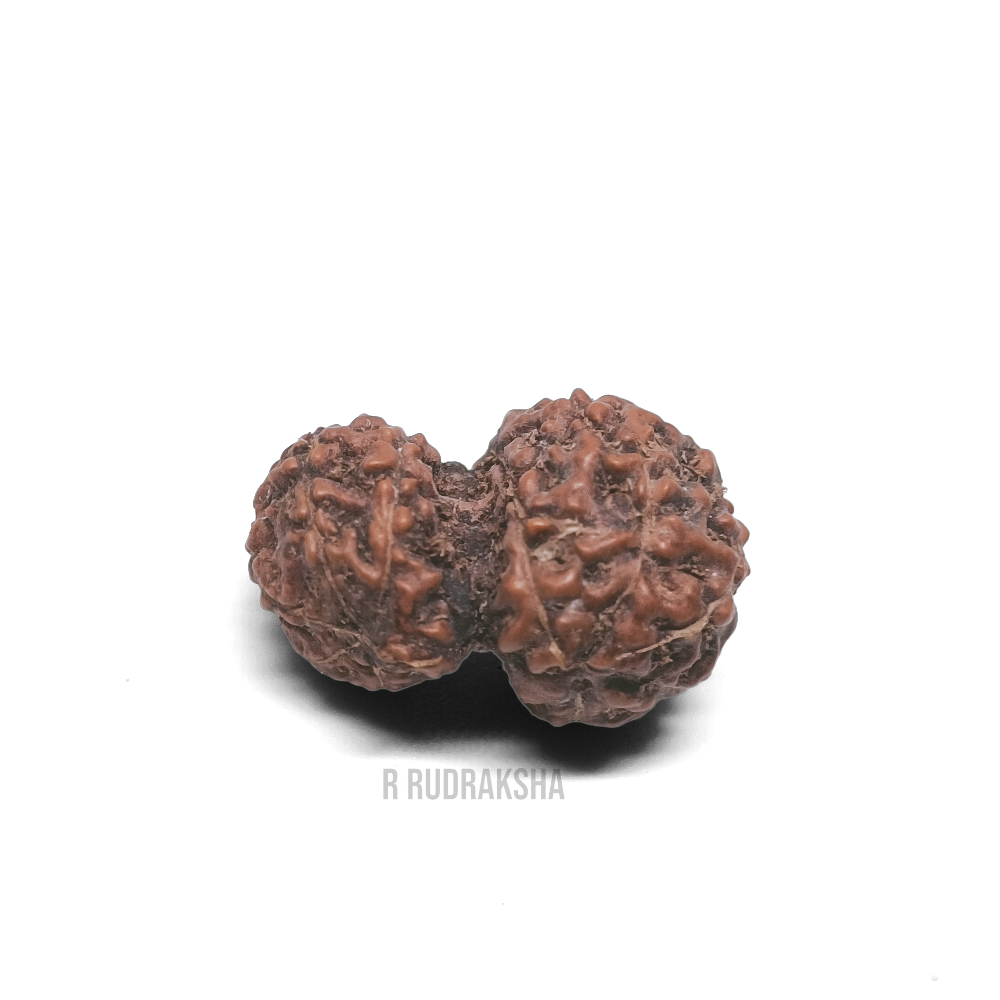 Indonesian Gauri Shankar Rudraksha Lab Certified