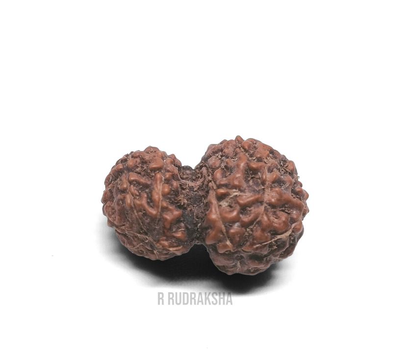 Indonesian Gauri Shankar Rudraksha Lab Certified