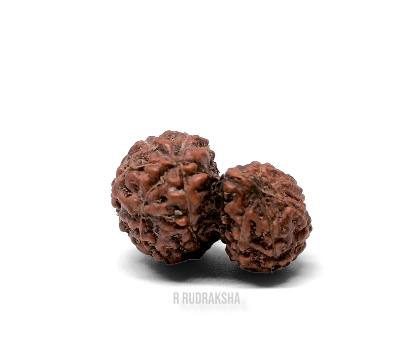 Indonesian Gauri Shankar Rudraksha Lab Certified