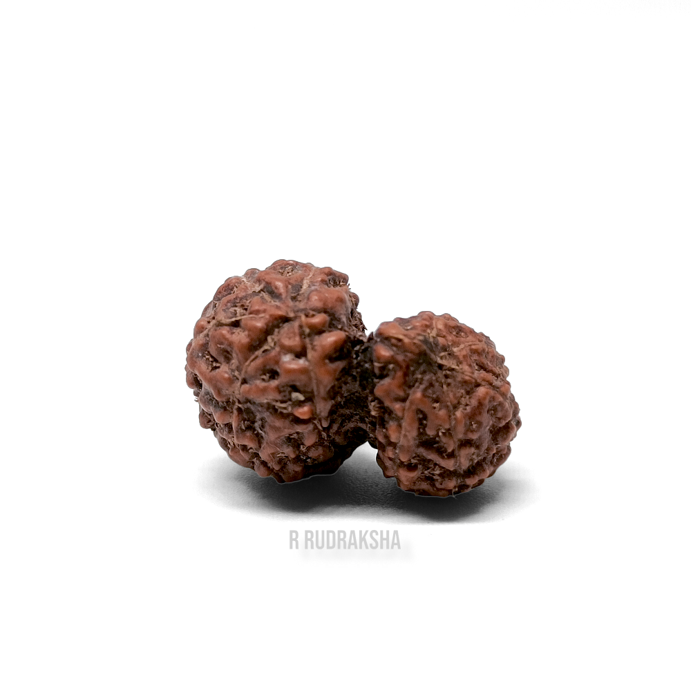 Indonesian Gauri Shankar Rudraksha Lab Certified