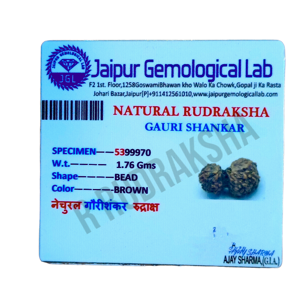 Indonesian Gauri Shankar Rudraksha Lab Certified