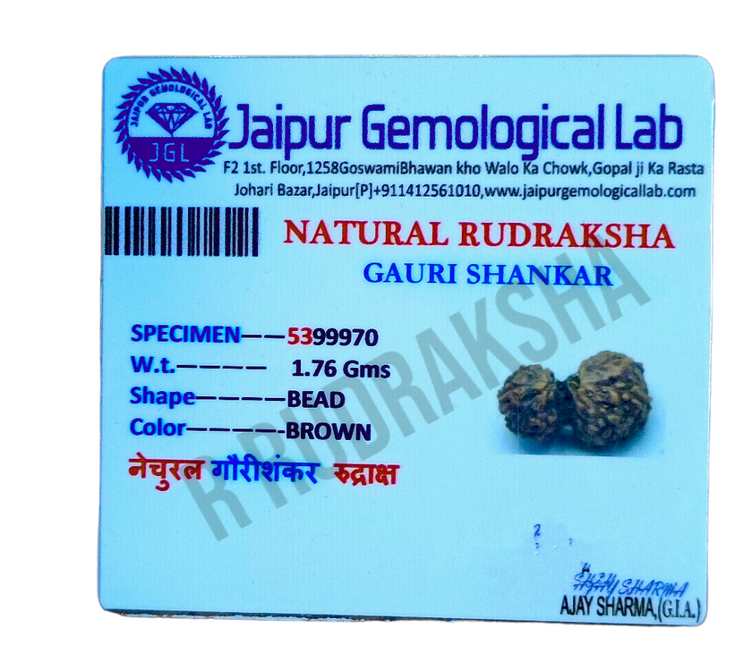 Indonesian Gauri Shankar Rudraksha Lab Certified