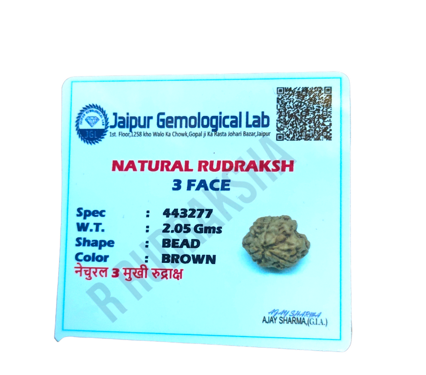 Nepali 3 Mukhi Rudraksha Lab Certified