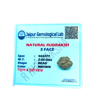 Nepali 3 Mukhi Rudraksha Lab Certified